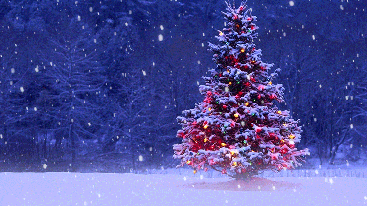 Nền thư ảnh động tuyết phủ cây Noel là hình ảnh đẹp nhất để bạn chào đón mùa lễ hội. Hãy tận hưởng khung cảnh ấm áp và thơ mộng của những cây thông Noel được phủ bởi tuyết trắng. Điều đó sẽ giúp bạn cảm nhận được không khí lễ hội đầy nồng nhiệt.